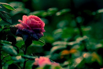 IMG_2884.jpg