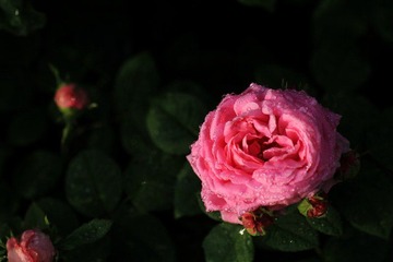 IMG_2887.jpg