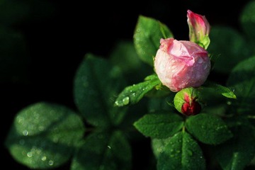 IMG_2888.jpg