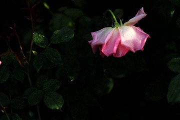 IMG_2889.jpg