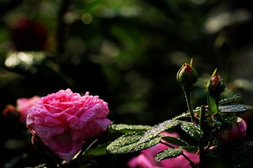 IMG_2890.jpg