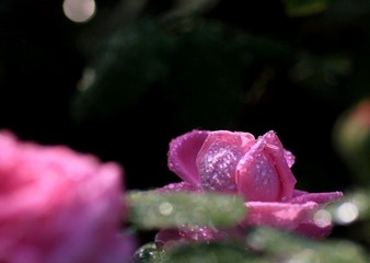 IMG_2892.jpg