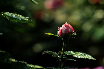 IMG_2893.jpg