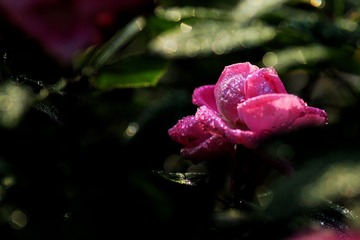IMG_2894.jpg