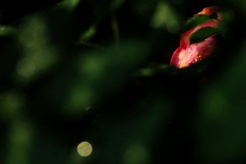 IMG_2896.jpg