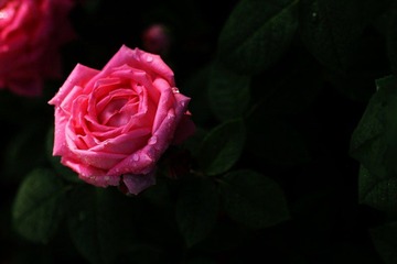 IMG_2920.jpg