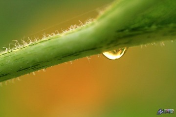 IMG_5279.jpg