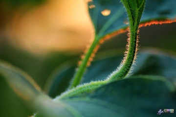 IMG_5288.jpg