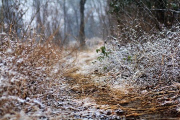 IMG_8270.jpg