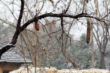 IMG_8276.jpg