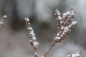 IMG_8278.jpg