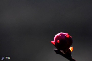 IMG_8451.jpg