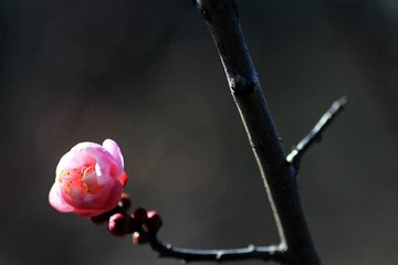 IMG_8455.jpg