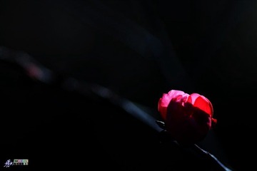 IMG_8470.jpg