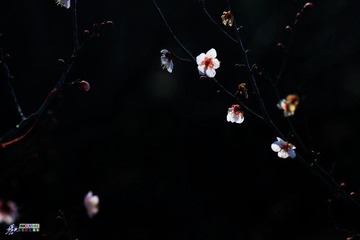 IMG_8487.jpg