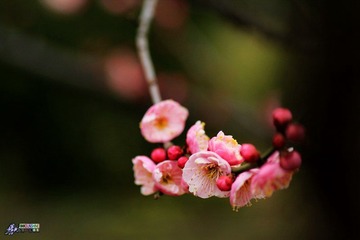 IMG_9451.jpg