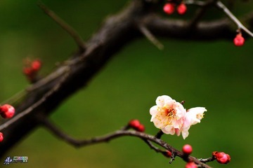 IMG_9306.jpg