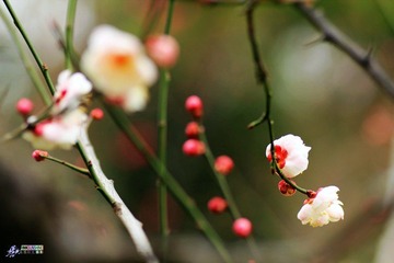 IMG_9355.jpg