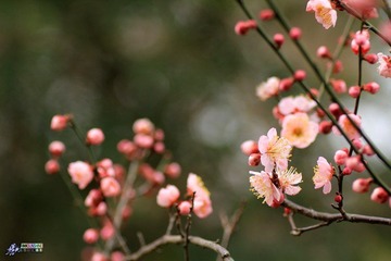 IMG_9361.jpg