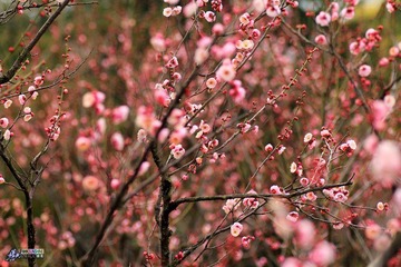 IMG_9381.jpg