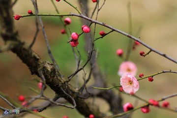 IMG_9486.jpg