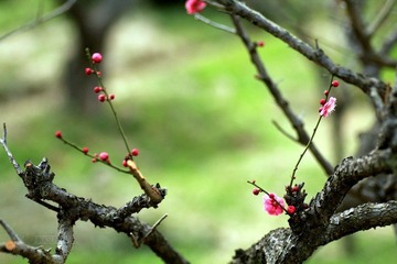 IMG_9762.jpg
