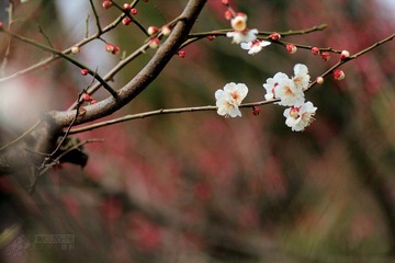 IMG_9773.jpg