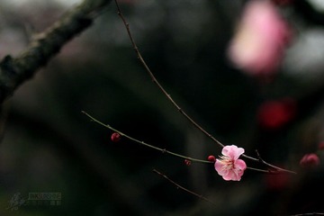 IMG_9795.jpg