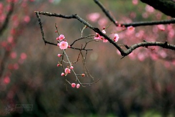 IMG_9825.jpg