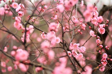 IMG_9829.jpg