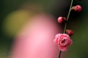 IMG_9835.jpg