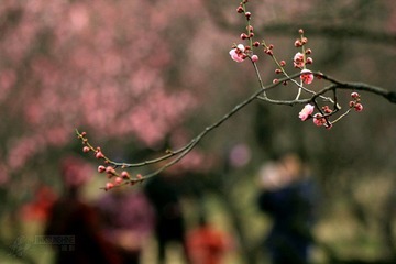 IMG_9843.jpg