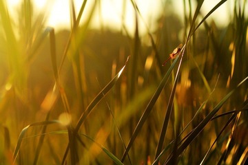 IMG_6879.jpg