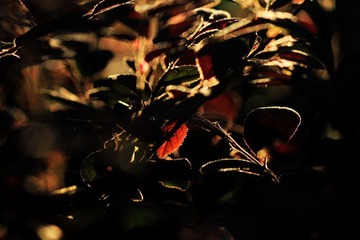 IMG_6932.jpg
