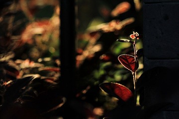 IMG_6934.jpg