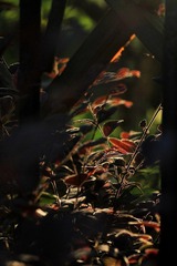 IMG_6935.jpg