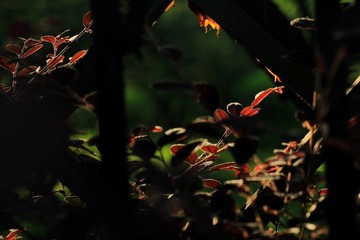 IMG_6936.jpg