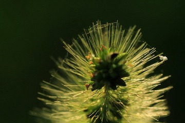 IMG_6951.jpg