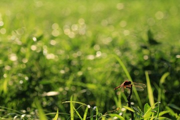 IMG_6962.jpg