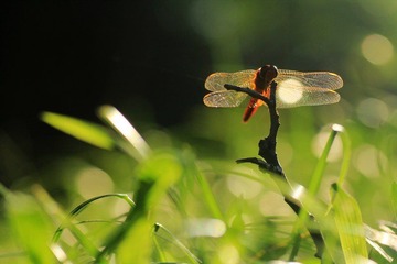 IMG_6963.jpg