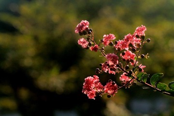 IMG_6968.jpg