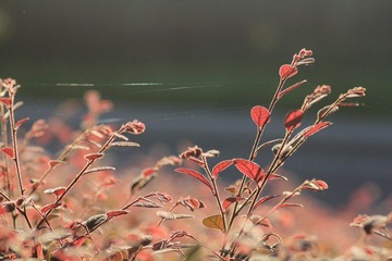 IMG_6980.jpg
