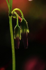 IMG_6993.jpg