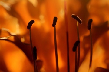 IMG_7013.jpg