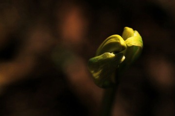 IMG_7033.jpg