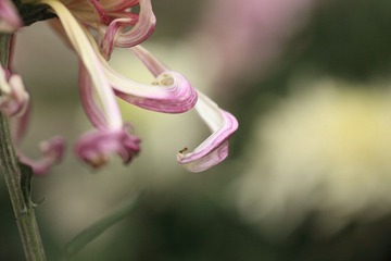 DPP_0103.JPG