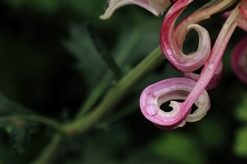 DPP_0212.JPG