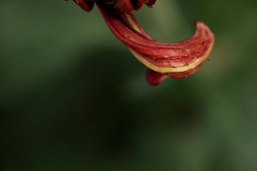 DPP_0219.JPG