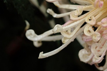 DPP_0210.JPG