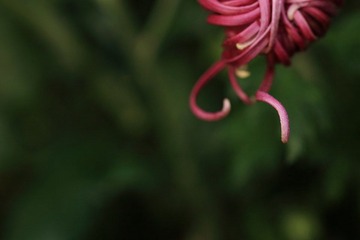 DPP_0254.JPG
